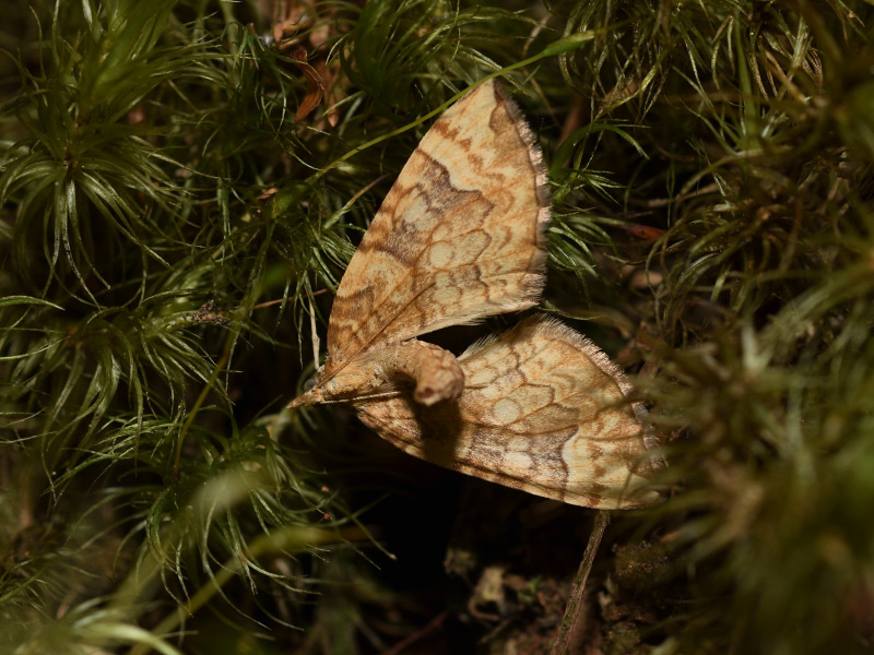 Eulithis populata, Geometridae